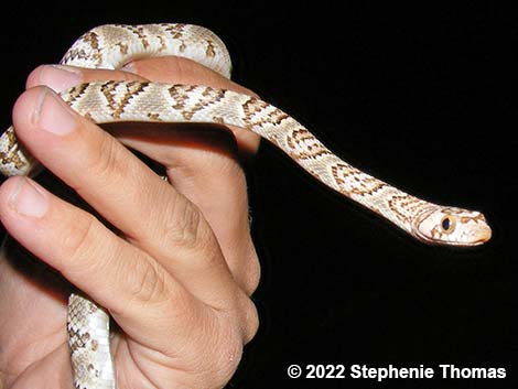 © Stephenie Thomas 2009 Lyre Snake (Trimorphodon biscutatus)