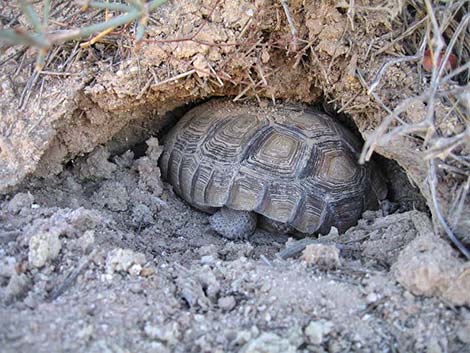 Desert Tortoise (Gopherus agassizii)