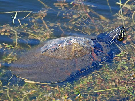 Florida Red-bellied Cooter (Pseudemys nelsoni)
