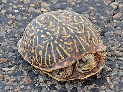 Desert Box Turtle (Terrapene ornata luteola)