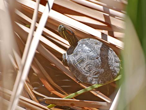 Red-eared Slider (Trachemys scripta elegans)