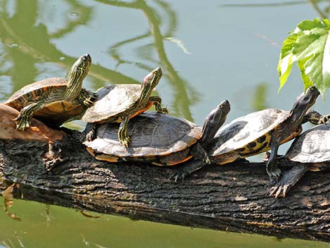 Red-eared Slider (Trachemys scripta elegans)